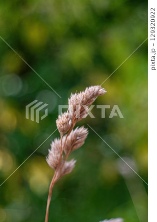 Single stalk of grass with a few brown tips. Vertical background, wallpapers. 129320922