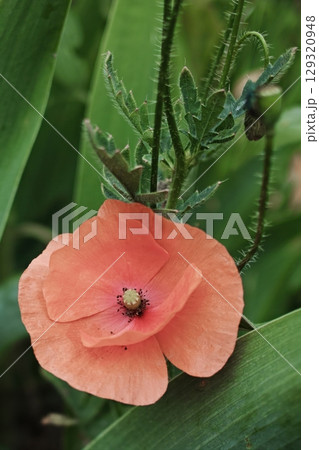 Small orange flower with a green stem. Vertical background. Wallpapers phone. 129320948