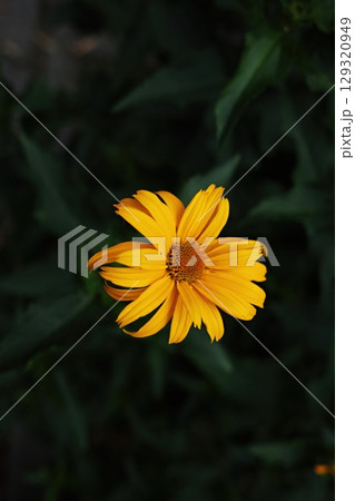 Yellow flower is in the foreground of a dark background. Vertical background. Wallpapers phone. 129320949