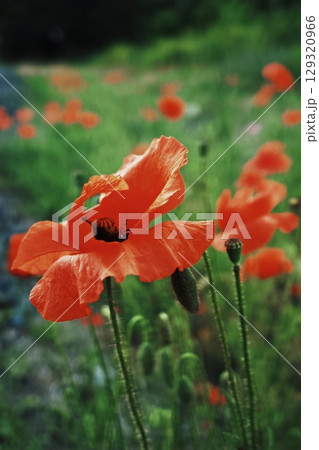 Field of red flowers with green grass. Vertical background. Wallpapers phone. Field of red flowers with green grass. Vertical background. Wallpapers phone. 129320966