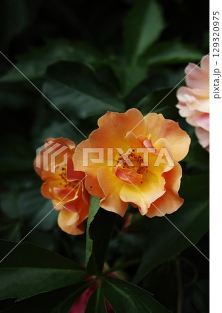 Flower with a yellow center and orange petals. Vertical background. Wallpapers phone. Flower with a yellow center and orange petals. Vertical background. Wallpapers phone. 129320975