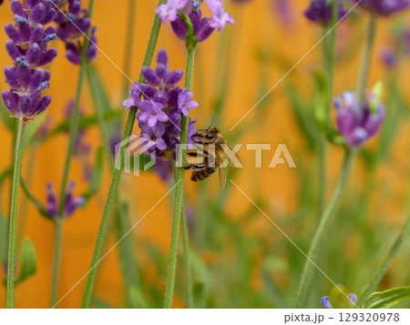 Bee is flying around a purple flower Bee is flying around a purple flower 129320978
