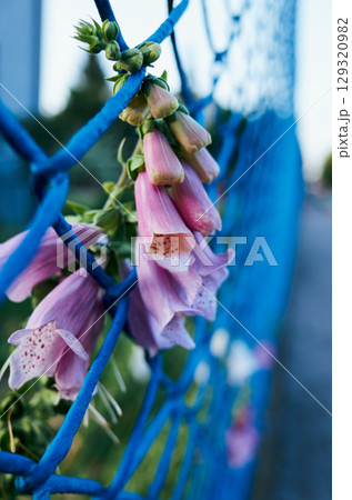 Blue chain link fence with pink flowers growing out of it Blue chain link fence with pink flowers growing out of it 129320982
