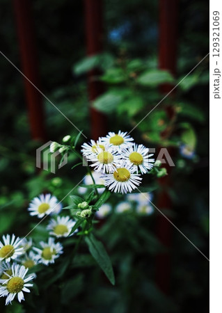 Bunch of white flowers with yellow centers. Vertical phone wallpaper Bunch of white flowers with yellow centers. Vertical phone wallpaper 129321069