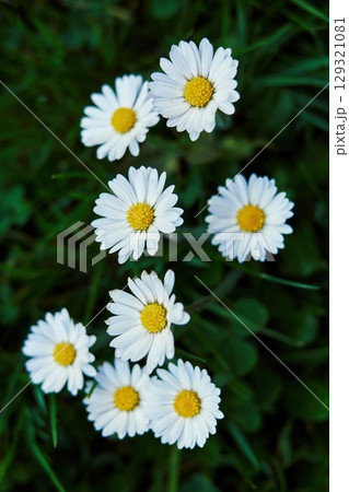 Bunch of white daisies are in a field of green grass. Vertical phone wallpaper 129321081