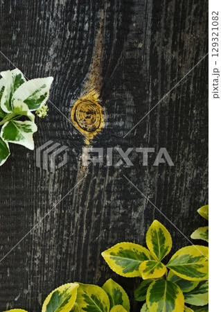 Wooden surface with a plant growing out of it. Vertical phone wallpaper 129321082