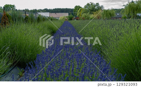 Row of lavender plants are lined up in a field Row of lavender plants are lined up in a field 129321093