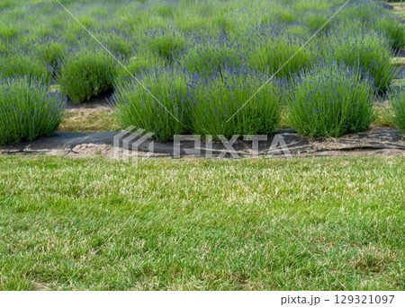 Field of lavender plants with a black plastic sheet covering the ground Field of lavender plants with a black plastic sheet covering the ground 129321097