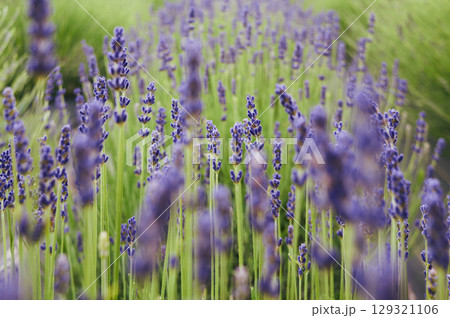 Field of lavender flowers with a bright blue sky in the background Field of lavender flowers with a bright blue sky in the background 129321106