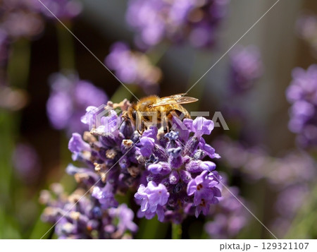 Bee is on a purple flower 129321107