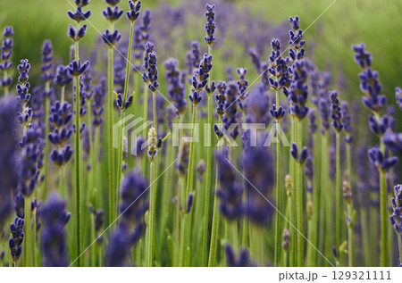 Field of lavender flowers with a bright blue sky in the background Field of lavender flowers with a bright blue sky in the background 129321111