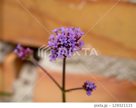 Purple flower with a brown stem 129321115