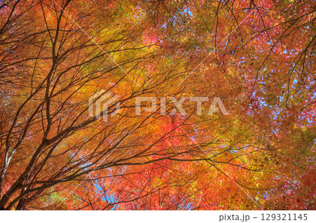 紅葉に包まれた秋の御岳山 129321145