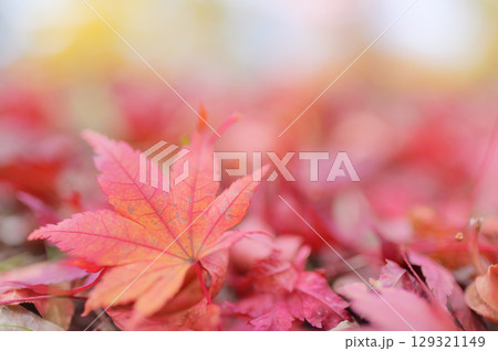秋の地面を彩る紅葉の葉 129321149