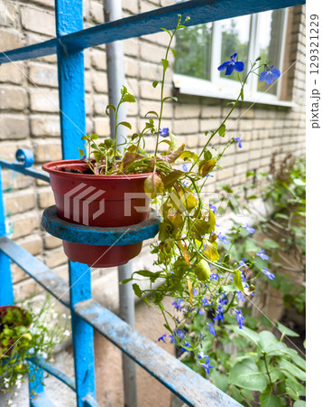 Flower pot on balcony close-up 129321229
