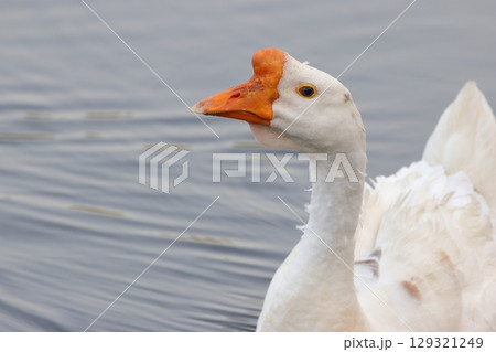 池で泳ぐガチョウ 池で泳ぐガチョウ 129321249