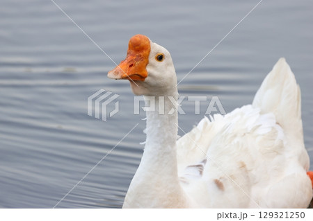 池で泳ぐガチョウ 129321250