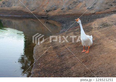 公園の池を歩くガチョウ 129321251