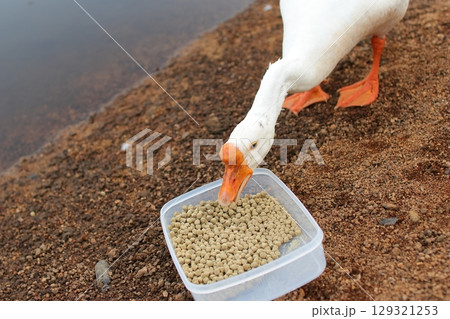 餌を食べるガチョウ 餌を食べるガチョウ 129321253
