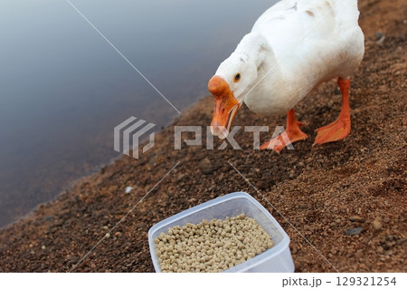 餌を食べるガチョウ 129321254