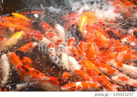fancy carp fish swimming and playing waterfall in pond fancy carp fish swimming and playing waterfall in pond 129321257