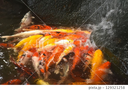 fancy carp fish swimming and playing waterfall in pond fancy carp fish swimming and playing waterfall in pond 129321258