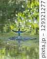 水中から飛び出たカワセミ 129321277