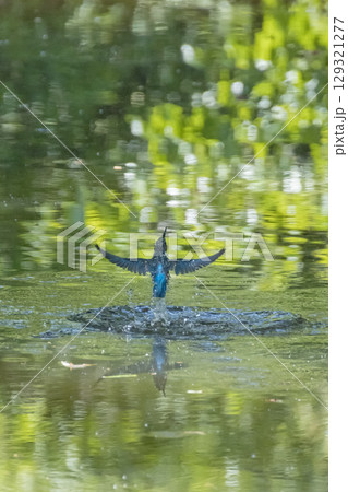 水中から飛び出たカワセミ 水中から飛び出たカワセミ 129321277