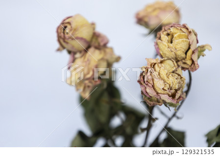 Dry flowers, roses. Background from dead flowers. Sad and nostalgic photo Dry flowers, roses. Background from dead flowers. Sad and nostalgic photo 129321535