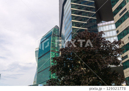 tree with purple foliage on background of modern skyscrapers 129321778