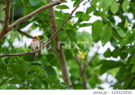 The yellow bird is rest and stay in the tree 129322050