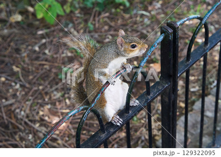 Squirrel in St James Park near the Buckingham Palace in London 129322095