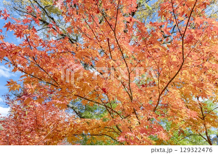 秋の赤色の紅葉 129322476