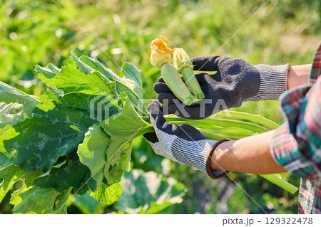 Close-up of vegetables zucchini, squash in the hands of a gardener 129322478