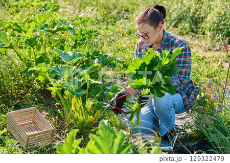 Female cutting old zucchini squash leaves with garden shears, airing, care, prevention 129322479