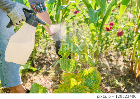 Cucumber bushes affected by fungal diseases peronosporosis, female with spray treating bush 129322480