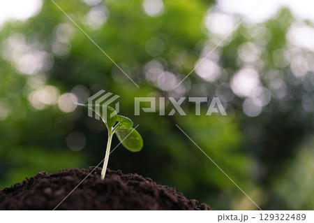 homegrown vegetable sprout growing with bokeh light background 129322489
