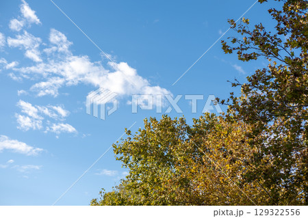 Green and yellow leaves with blue sky in the background Green and yellow leaves with blue sky in the background 129322556