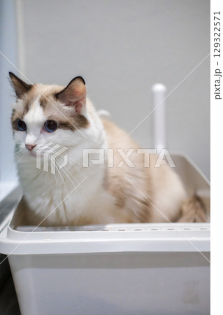 Pregnant Ragdoll cat in cat litter box. 129322571