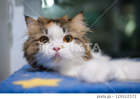 Close up of cute fluffy white cat in clear bowl on cat tree with funny facial expression. Mixed breed cat between Maine Coon and Scottish Fold. 129322572
