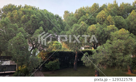 Tranquil forest with lush green pine trees in a serene landscape 129322576