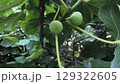 Fresh green figs growing on tree branches in lush summer garden setting 129322605