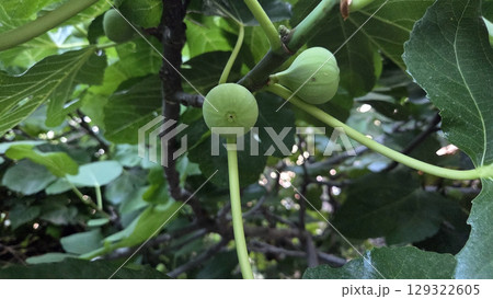 Fresh green figs growing on tree branches in lush summer garden setting 129322605