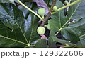Fresh green figs on tree branch with lush leaves in a garden setting 129322606
