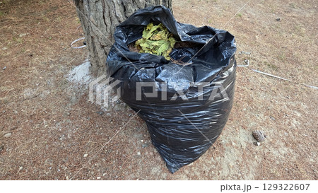 Outdoor cleanup concept with black garbage bag full of leaves 129322607