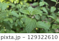Lantana montevidensis foliage displaying rich green leaves in garden setting. Verbenaceae. Purple lantana or trailing shrubverbena 129322610