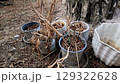 Rustic arrangement of dried plants in pots around a tree in nature 129322628