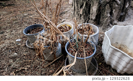 Rustic arrangement of dried plants in pots around a tree in nature 129322628