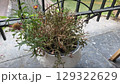 Rustic charm: dried plants in white pot on balcony. Gardening, floriculture 129322629