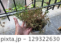 Hand holding potted dried plants on patio for home gardening ideas. Gardening, floriculture 129322630